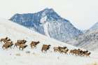 Herd of elk migrating to lower country in Montana Art Print
